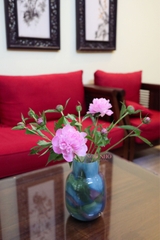 (Hoa Lẻ) Hoa Mẫu Đơn Côn Minh