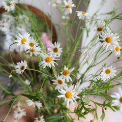 (Hoa Lẻ) Hoa Cúc Marguerite Nhập Khẩu