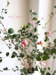 (Hoa Lẻ) Cành Quả Dâu Tuyết Hồng Nhập Khẩu