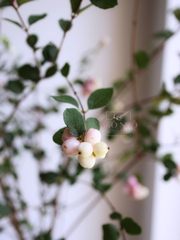 (Hoa Lẻ) Cành Quả Dâu Tuyết Hồng Nhập Khẩu