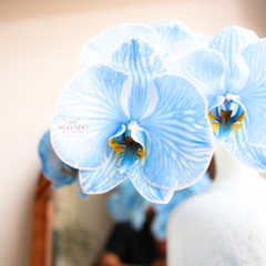 (Hoa Lẻ) Cành Lan Hồ Điệp Xanh Blue Nhuộm Apollo