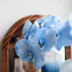 (Hoa Lẻ) Cành Lan Hồ Điệp Xanh Blue Nhuộm Apollo