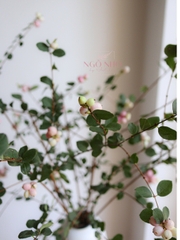 (Hoa Lẻ) Cành Quả Dâu Tuyết Hồng Nhập Khẩu