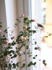 (Hoa Lẻ) Cành Quả Dâu Tuyết Hồng Nhập Khẩu