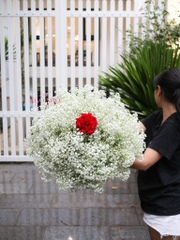 Bó Hoa Babi Trắng | 1 Bông Hồng Ecuador Đỏ