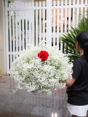 Bó Hoa Babi Trắng | 1 Bông Hồng Ecuador Đỏ