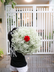 Bó Hoa Babi Trắng | 1 Bông Hồng Ecuador Đỏ