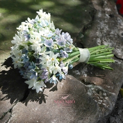 Hoa Cưới Dáng Tròn Sao xanh, Thủy tiên Daffodil