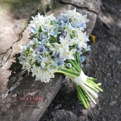 Hoa Cưới Dáng Tròn Sao xanh, Thủy tiên Daffodil