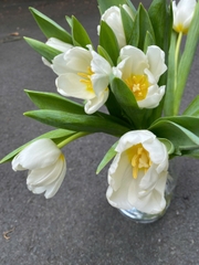 Tulip trắng Hà Lan