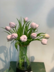 Tulip Hà Lan tím nhạt