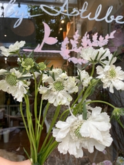 Scabiosa cánh bướm trắng