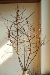 Đào cam Chaenomeles superba (Hà Lan)