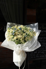 Bó sao xanh mix tana