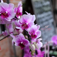 Chậu lan hồ điệp mini hồng