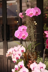 Mẫu Lan Hồ Điệp lên lũa