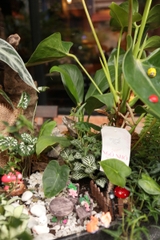 Chậu cây mix tiểu cảnh