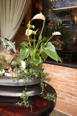 Chậu cây mix tiểu cảnh