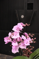 Chậu lan hồ điệp mix tiểu cảnh, decor couple in love