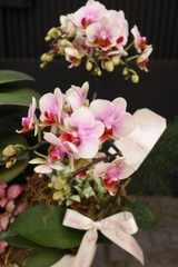 Chậu lan hồ điệp mix tiểu cảnh, decor couple in love