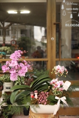 Chậu lan hồ điệp mix tiểu cảnh, decor couple in love