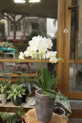 Chậu lan hồ điệp trắng vs bình xi măng cao