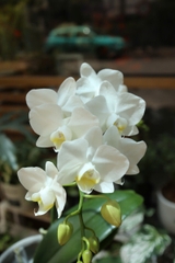 Chậu lan hồ điệp trắng vs bình xi măng cao