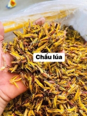 Chấu lúa