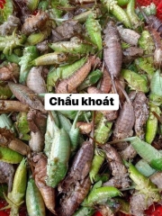 Chấu khoát