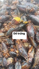 Dế trứng
