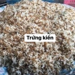 Trứng kiến