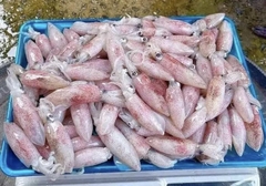Mực trứng