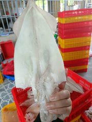 Mực ống 1 nắng loại 6-8 con Gói 500g | Đặc sản Cần Giờ, Đồ Ăn Ngon, Thực Phẩm Dinh Dưỡng