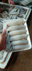 Mực trứng (Mực ống tươi) Gói 500g | Đặc sản Cần Giờ, Hải Sản Tươi Ngon, Thực Phẩm Dinh Dưỡng