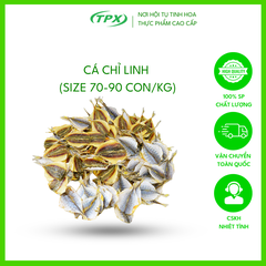 CÁ CHỈ LINH SIZE LỚN