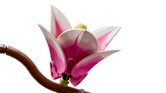 Bộ Mô Hình Nhánh Hoa Mộc Lan LEGO Botanical #11510