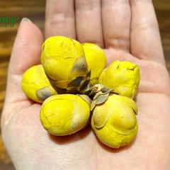 Trà hoa vàng nụ 25gr