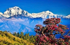 Trầm que Jaju Bhutan bó giấy vàng theo công thức từ Kinh điển Phật Dược Sư