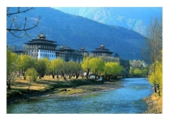 Trầm que Jaju Bhutan bó giấy vàng theo công thức từ Kinh điển Phật Dược Sư