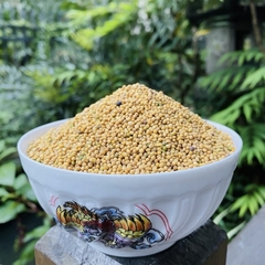 Bạch Giới Tử