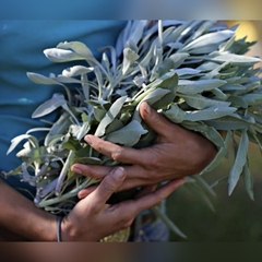 Xô Thơm - Sái Tịnh Hương white sage california