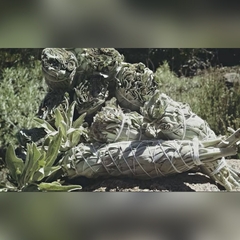 Xô Thơm - Sái Tịnh Hương white sage california