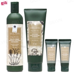 Bộ gội xả Hà Thủ Ô Weilaiya Zingiber 400ml + 250ml chính hãng