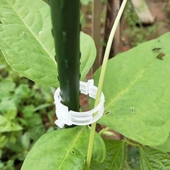 Kẹp nhựa khóa cố định buộc cành dây leo làm vườn kẹp cây ăn quả cây giống cây thân yếu L1512