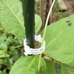 Kẹp nhựa khóa cố định buộc cành dây leo làm vườn kẹp cây ăn quả cây giống cây thân yếu L1512