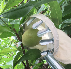 Vợt hái trái cây trên cao bằng thép không gỉ có túi đựng vải hứng không rơi rụng hư hỏng L0751