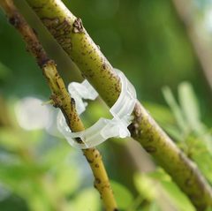Kẹp nhựa khóa cố định buộc cành dây leo làm vườn kẹp cây ăn quả cây giống cây thân yếu L1512