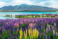 [2025] THƯỞNG NGOẠN NEW ZEALAND 11N10Đ SQ BẮC ĐẢO & NAM ĐẢO