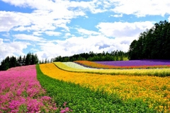 [2025] NHẬT BẢN 6N5Đ ANA CHUYẾN ĐI HOÀN HẢO CHO MÙA HÈ TẠI HOKKAIDO