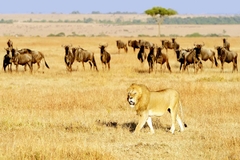 [2026] KHÁM PHÁ CHÂU PHI 10N9Đ ET TIẾNG GỌI NƠI HOANG DÃ KENYA – TANZANIA